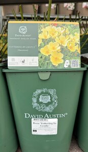 Rosa 'Tottering by Gently'