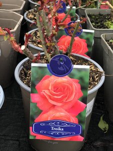 ROSA TROIKA