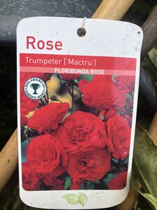 ROSA TRUMPETER