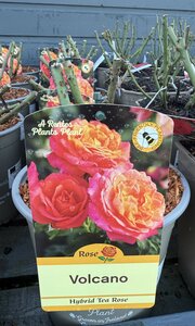ROSA VOLCANO