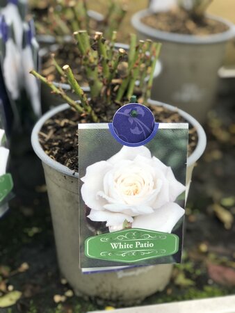 ROSA WHITE PATIO