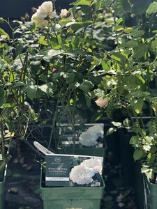 Rosa 'Winchester Cathedral' - image 2