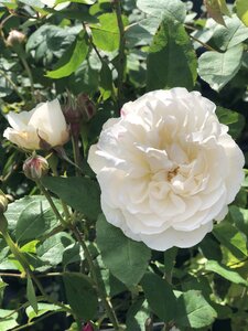 Rosa 'Winchester Cathedral' - image 2