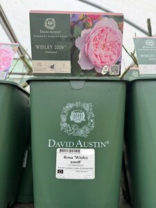 Rosa Wisley 2008®