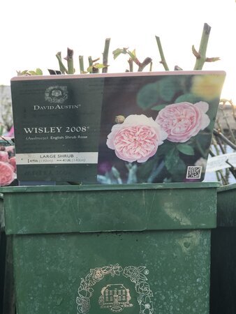 Rosa Wisley 2008®