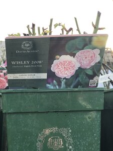 Rosa Wisley 2008®