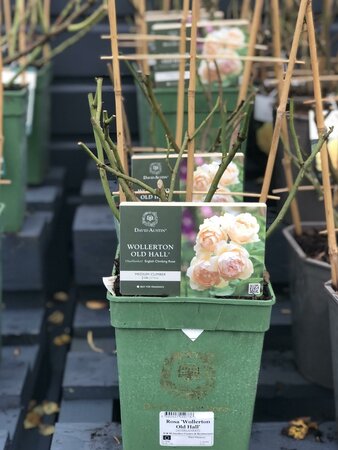 Rosa 'Wollerton Old Hall'