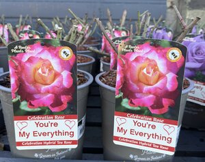 ROSA YOU'RE MY EVERYTHING