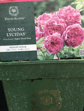 Rosa Young Lycidas®