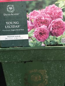 Rosa Young Lycidas®