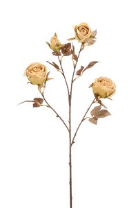 Rose dry spray x4 beige 64cm