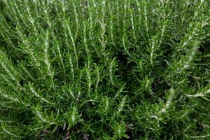 ROSEMARINUS officinalis 1.5L