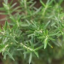 ROSEMARINUS officinalis Mini std 4.5L