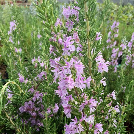 Rosemary off. 'Majorca Pink'