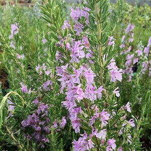 Rosemary off. 'Majorca Pink'