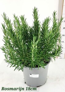 Rosmarinus officinalis P18