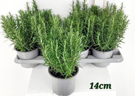 Rosmarinus officinalis²  P14