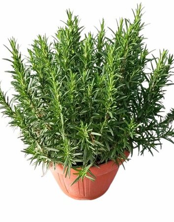 Rosmarinus officinalis P25