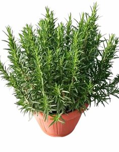 Rosmarinus officinalis P25