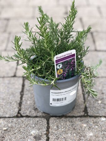ROSMARINUS officinalis Prostrata (Rosemary)