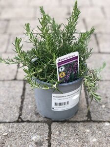 ROSMARINUS officinalis Prostrata (Rosemary)