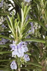 ROSMARINUS officinalis Prostrata (Rosemary)