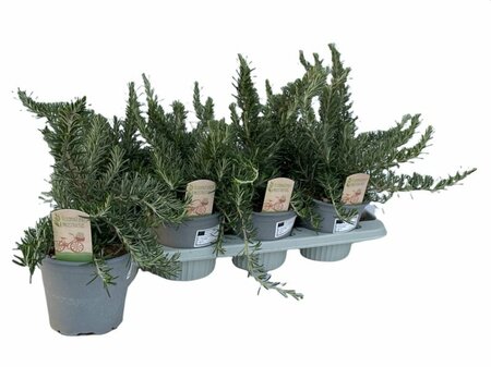 Rosmarinus officinalis 'Prostratus'