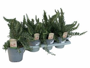 Rosmarinus officinalis 'Prostratus'