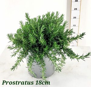 Rosmarinus officinalis 'Prostratus'