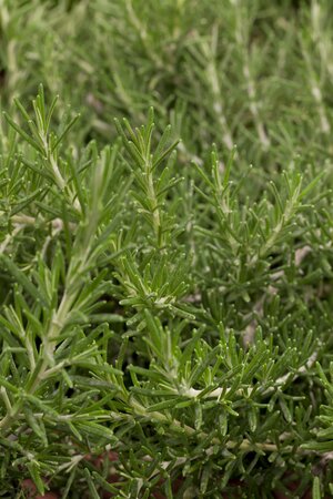 ROSMARINUS officinalis (Rosemary) - image 1