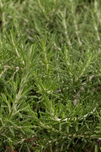 ROSMARINUS officinalis (Rosemary) - image 2