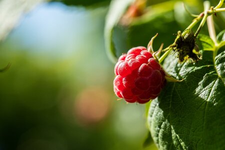 Rubus id. 'Autumn First'  -S-   CAC