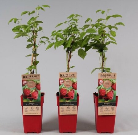 Rubus id. 'Twotimer Sugana Red'®