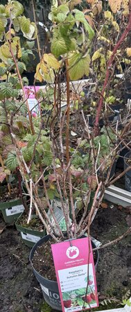 Rubus idaeus 'Autumn Belle'® CAC