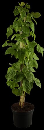 Rubus idaeus 'Autumn Bliss'(S)  CAC