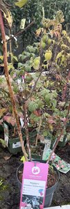 Rubus idaeus 'Primeberry Autumn Fleshy'® CAC
