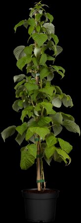 Rubus idaeus 'Schönemann' CAC I