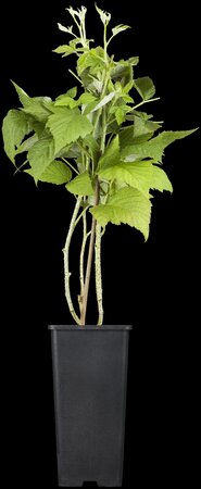 Rubus idaeus 'Twotimer®Sugana gelb (S) CAC