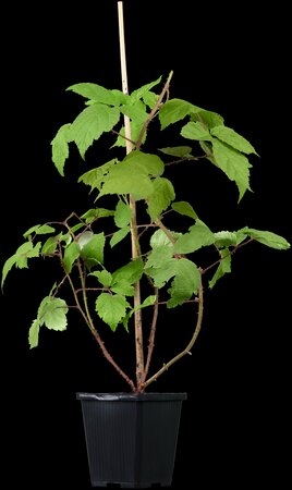 Rubus phoenicolasius