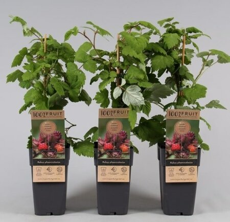Rubus phoenicolasius