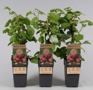 Rubus phoenicolasius
