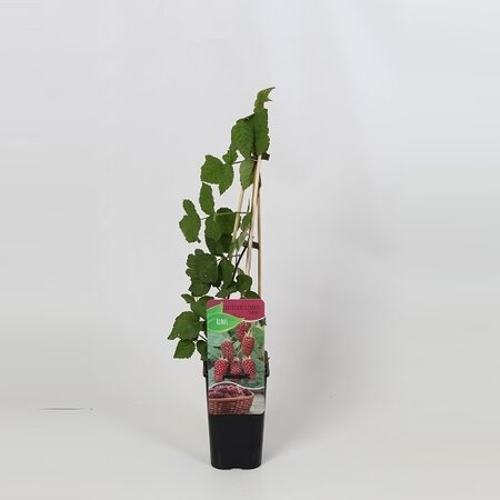 Rubus 'Tayberry' 4 canes