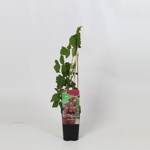 Rubus 'Tayberry' 4 canes