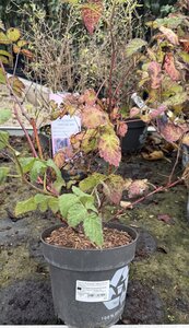 Rubus x 'Buckingham Tayberry' ® CAC