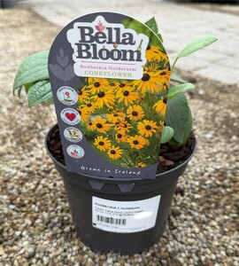 RUDBECKIA f. Goldsturm