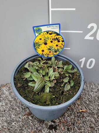 Rudbeckia f. 'Goldsturm'  2 Ltr pot