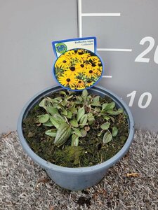 Rudbeckia f. 'Goldsturm'  2 Ltr pot