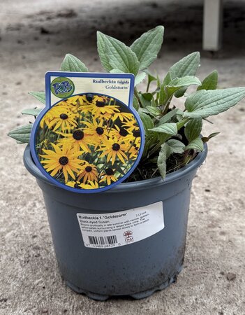 Rudbeckia f. 'Goldsturm'  2 Ltr pot