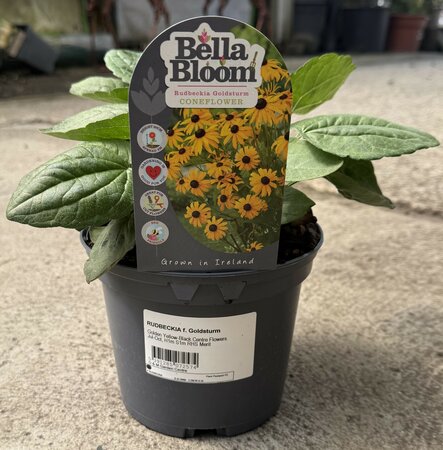 RUDBECKIA f. Goldsturm