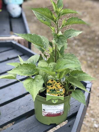 Rudbeckia f. v. sul.'Goldsturm